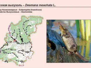 В Нижегородской области готов к переизданию первый том Красной книги региона